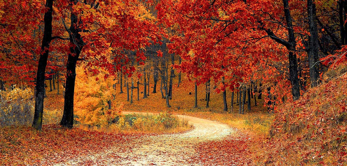 13 Nature Scene
